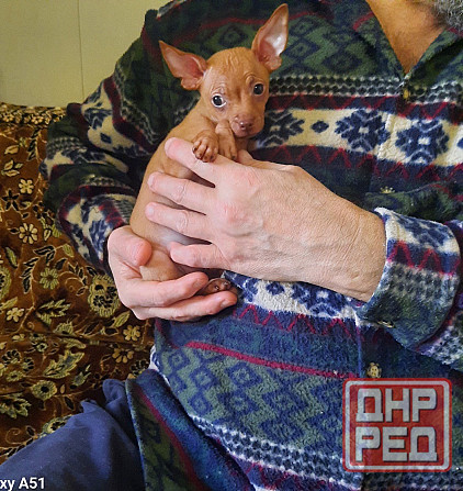 Щенок русский той терьер 2,5мес. Донецк - изображение 2