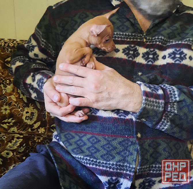 Щенок русский той терьер 2,5мес. Донецк - изображение 1