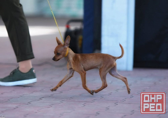 Щенок русский той терьер 2,5мес. Донецк - изображение 7