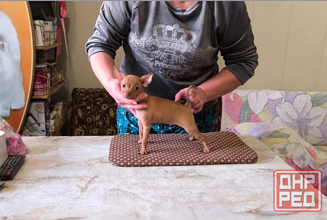 Щенок русский той терьер 2,5мес. Донецк - изображение 3