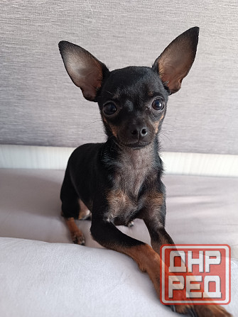 Щенок русский той терьер 2,5мес. Донецк - изображение 8