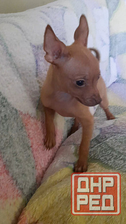 Щенок русский той терьер 2,5мес. Донецк - изображение 6