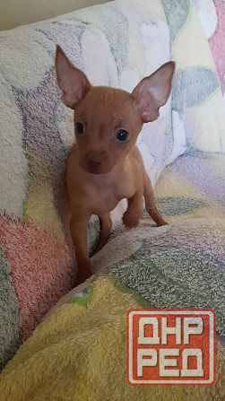 Щенок русский той терьер 2,5мес. Донецк - изображение 4