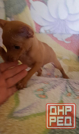 Щенок русский той терьер 2,5мес. Донецк - изображение 5