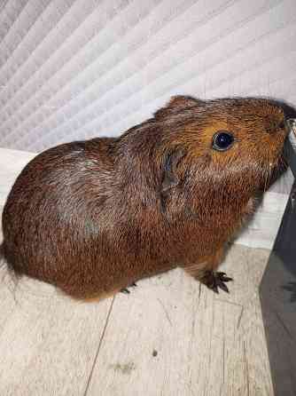 Морские свинки Донецк