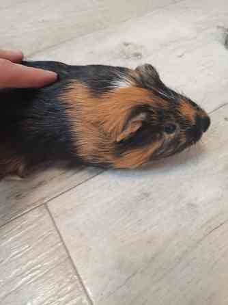 Морские свинки Донецк