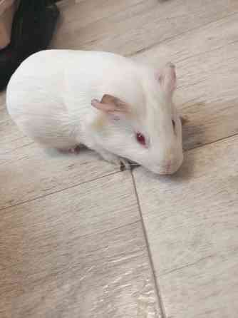 Морские свинки Донецк