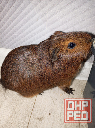 Морские свинки Донецк - изображение 3