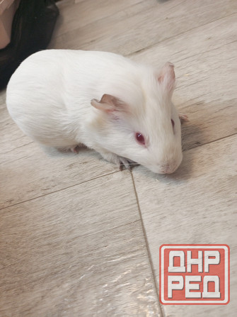 Морские свинки Донецк - изображение 2