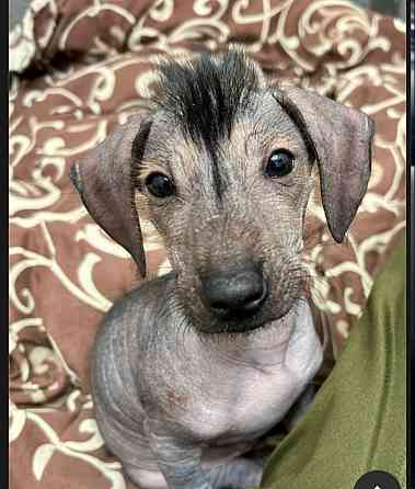 Продам щенка китайский хохлатый чистокровный Макеевка