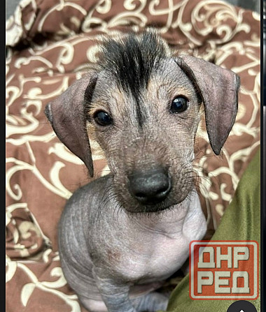 Продам щенка китайский хохлатый чистокровный Макеевка - изображение 1