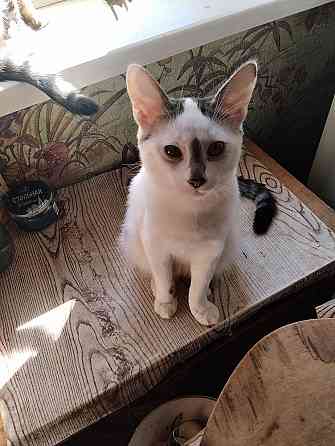 Отдам котиков в добрые руки Донецк