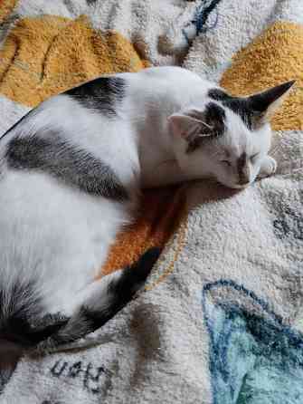 Отдам котиков в добрые руки Донецк