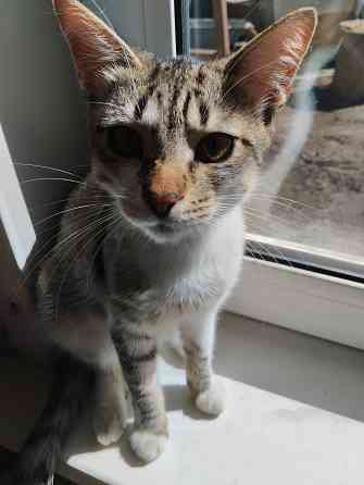 Отдам котиков в добрые руки Донецк