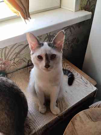 Отдам котиков в добрые руки Донецк