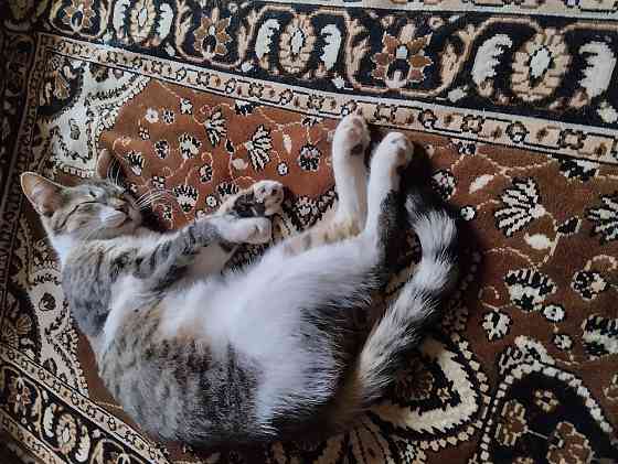 Отдам котиков в добрые руки Донецк