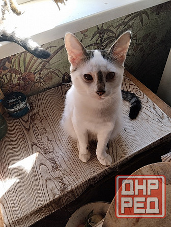 Отдам котиков в добрые руки Донецк - изображение 1