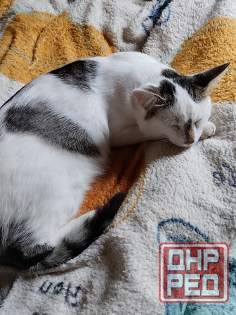 Отдам котиков в добрые руки Донецк - изображение 3