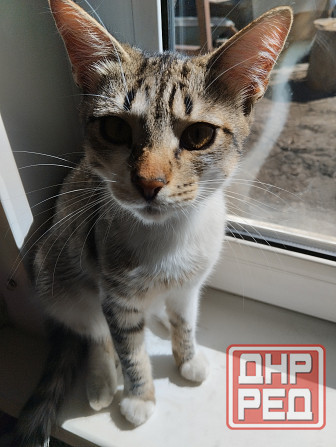 Отдам котиков в добрые руки Донецк - изображение 4