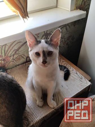 Отдам котиков в добрые руки Донецк - изображение 2