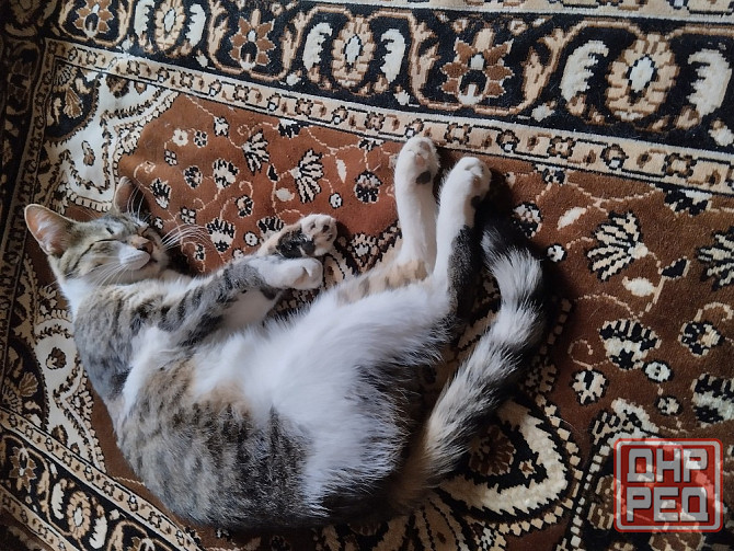 Отдам котиков в добрые руки Донецк - изображение 5