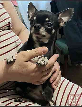 Продам щенка чихуахуа! Мальчик Донецк