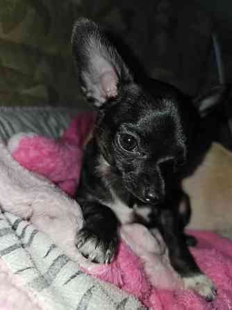 Пррдам щенка чихуахуа! Мальчик Донецк