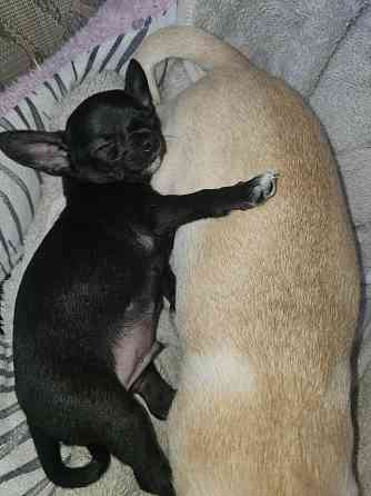 Пррдам щенка чихуахуа! Мальчик Донецк