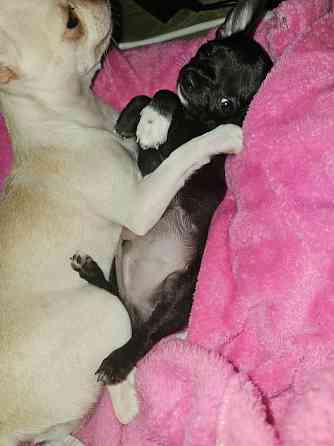 Пррдам щенка чихуахуа! Мальчик Донецк