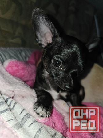 Пррдам щенка чихуахуа! Мальчик Донецк - изображение 1