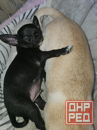 Пррдам щенка чихуахуа! Мальчик Донецк - изображение 2