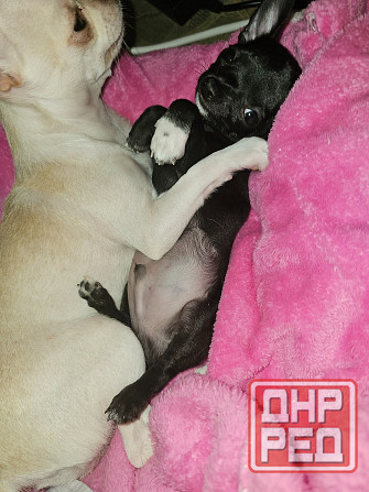 Пррдам щенка чихуахуа! Мальчик Донецк - изображение 3