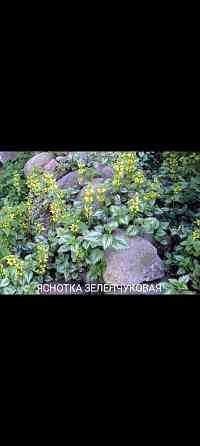 Яснотка зеленчуковая почвопокровник Донецк