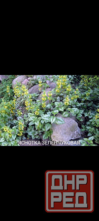 Яснотка зеленчуковая почвопокровник Донецк - изображение 1