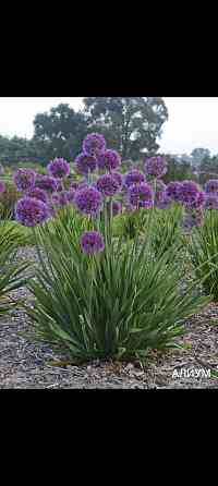 Алиум луковичные многолетник Донецк