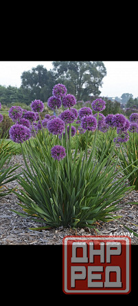 Алиум луковичные многолетник Донецк - изображение 1