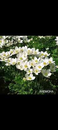 Анемона многолетник Донецк