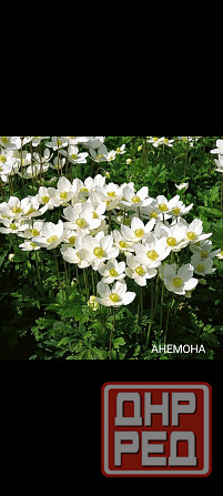 Анемона многолетник Донецк - изображение 1
