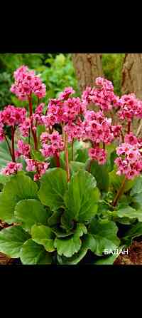 Бодан многолетний Донецк