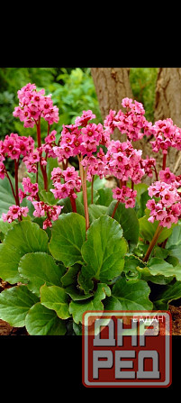 Бодан многолетний Донецк - изображение 1