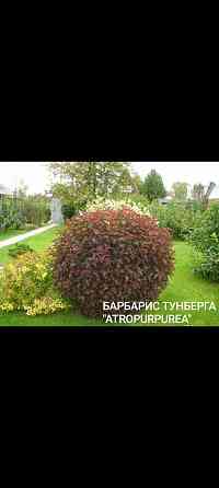 Барбарис многолетник Донецк