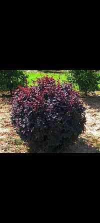 Барбарис многолетник Донецк