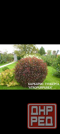 Барбарис многолетник Донецк - изображение 1