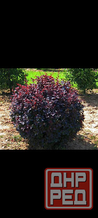 Барбарис многолетник Донецк - изображение 2