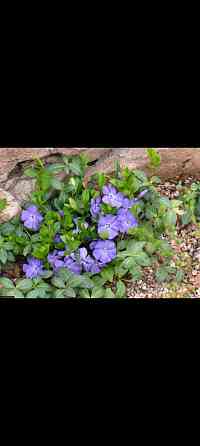 Барвинок вечнозелёный почвопокровник Донецк