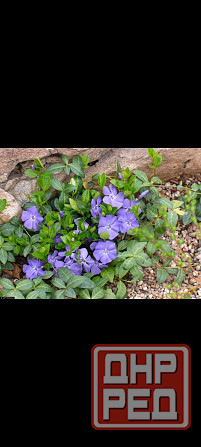 Барвинок вечнозелёный почвопокровник Донецк - изображение 1