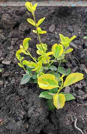 Бересклет голд вечнозелёный Донецк