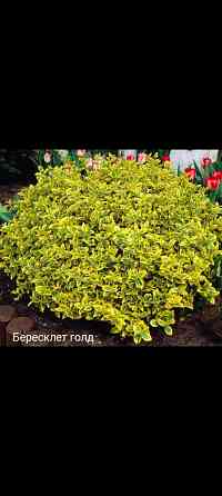 Бересклет голд вечнозелёный Донецк