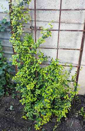 Бересклет голд вечнозелёный Донецк