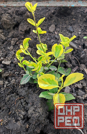 Бересклет голд вечнозелёный Донецк - изображение 3